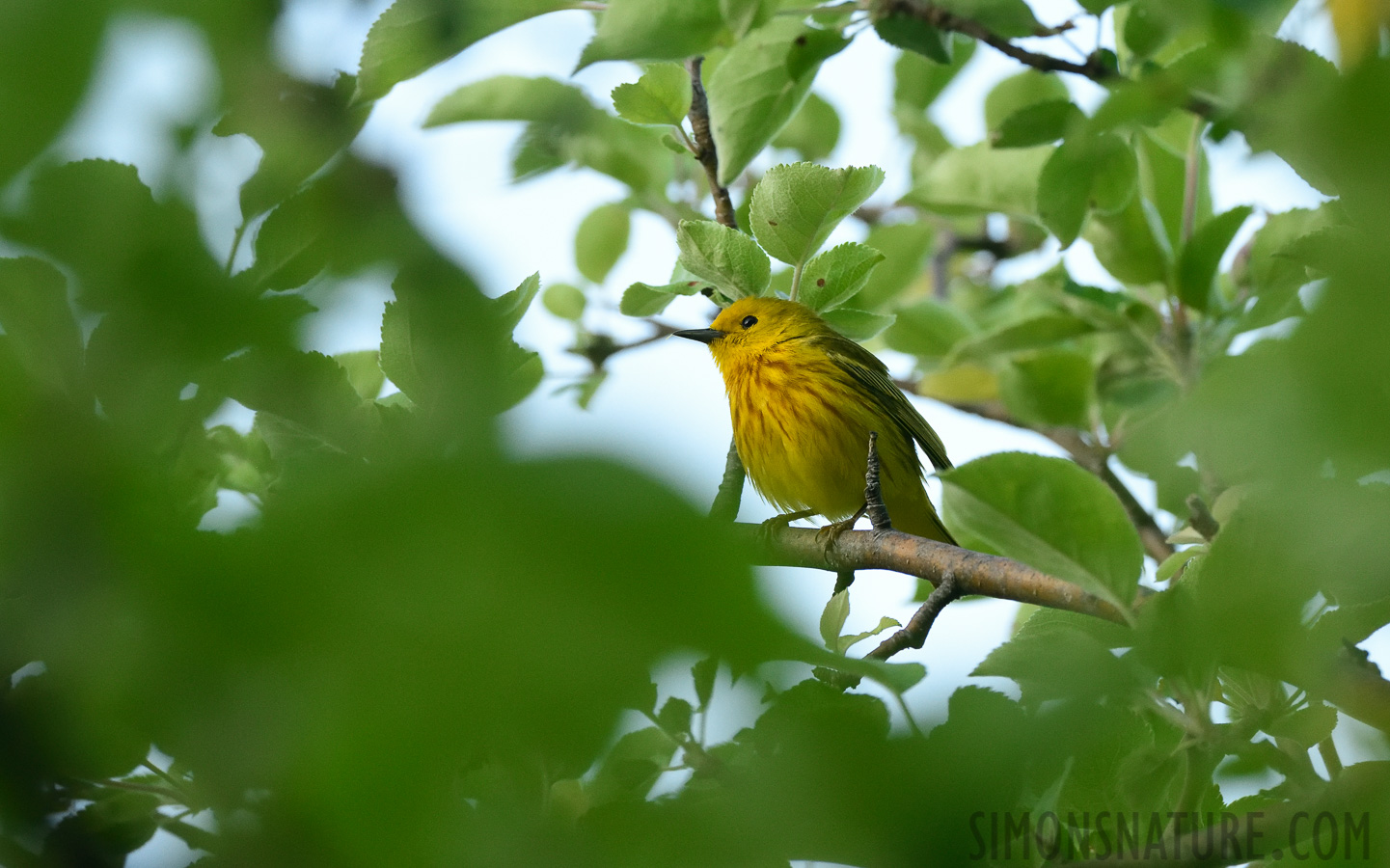 Setophaga petechia [400 mm, 1/1000 sec at f / 7.1, ISO 2500]